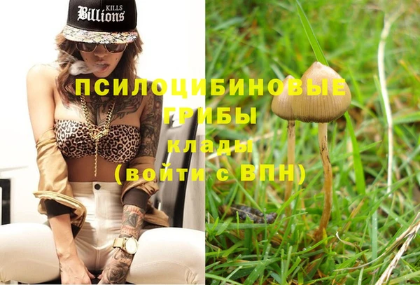 прущие грибы Вязьма